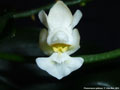 Photo : Phalaenopsis gibbosa
