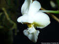 Photo : Phalaenopsis gibbosa