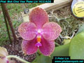 Photo : Phalaenopsis Mok Choi Yew