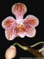 Photo : Phalaenopsis Little Giant