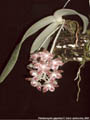Photo : Phalaenopsis gigantea