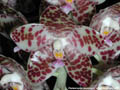 Photo : Phalaenopsis gigantea