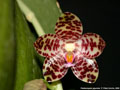Photo : Phalaenopsis gigantea