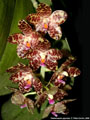 Photo : Phalaenopsis gigantea