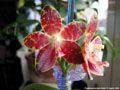 Photo : Phalaenopsis Jade Gold