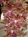 Photo : Phalaenopsis gigantea