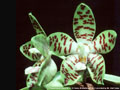 Photo : Phalaenopsis David Ai