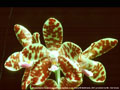 Photo : Phalaenopsis Genesis