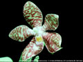 Photo : Phalaenopsis Joey