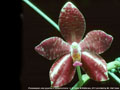 Photo : Phalaenopsis Joey