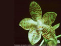 Photo : Phalaenopsis Joey
