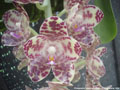 Photo : Phalaenopsis gigantea