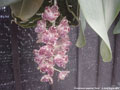 Photo : Phalaenopsis gigantea