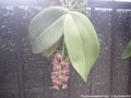 Photo : Phalaenopsis gigantea