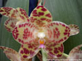 Photo : Phalaenopsis gigantea