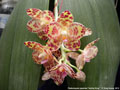 Photo : Phalaenopsis gigantea
