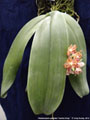 Photo : Phalaenopsis gigantea