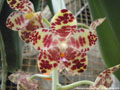 Photo : Phalaenopsis gigantea