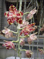 Photo : Phalaenopsis gigantea