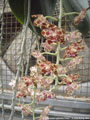 Photo : Phalaenopsis gigantea