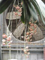 Photo : Phalaenopsis gigantea