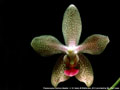 Photo : Phalaenopsis Bernice Maskin