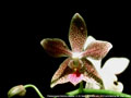 Photo : Phalaenopsis Bernice Maskin