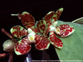 Photo : Phalaenopsis Crepuscule
