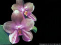 Photo : Phalaenopsis Mok Choi Yew