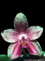 Photo : Phalaenopsis Mok Choi Yew