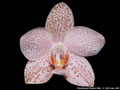 Photo : Phalaenopsis Essence Wain