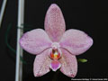 Photo : Phalaenopsis Schillgig