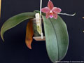 Photo : Phalaenopsis Schillgig