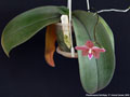 Photo : Phalaenopsis Schillgig