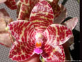 Photo : Phalaenopsis Joey