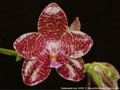 Photo : Phalaenopsis Joey