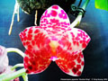 Photo : Phalaenopsis gigantea