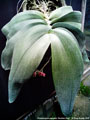 Photo : Phalaenopsis gigantea
