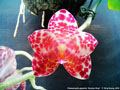 Photo : Phalaenopsis gigantea