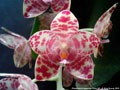 Photo : Phalaenopsis gigantea