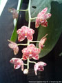 Photo : Phalaenopsis gigantea