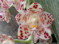 Photo : Phalaenopsis gigantea