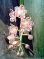 Photo : Phalaenopsis gigantea