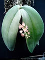 Photo : Phalaenopsis gigantea