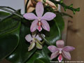 Photo : Phalaenopsis Schillgig
