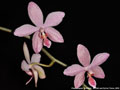 Photo : Phalaenopsis Schillgig