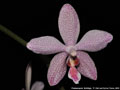 Photo : Phalaenopsis Schillgig