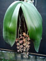 Photo : Phalaenopsis gigantea