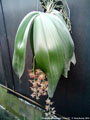 Photo : Phalaenopsis gigantea