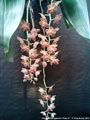 Photo : Phalaenopsis gigantea